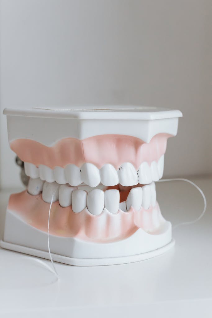 Detailed dental model with floss demonstrating oral hygiene practices.